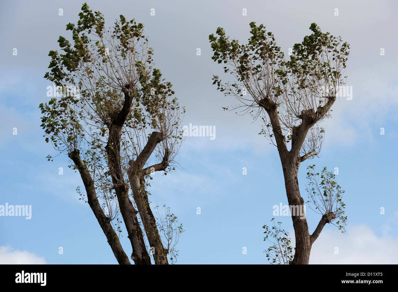 Alta pollarded alberi, in una città città REGNO UNITO Foto Stock