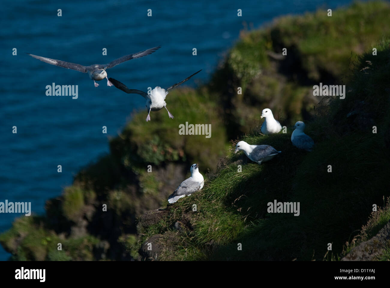 Northern Fulmar Fulmarus glacialis Isola di Heimaey Isole di Westmann Islanda Europa Foto Stock