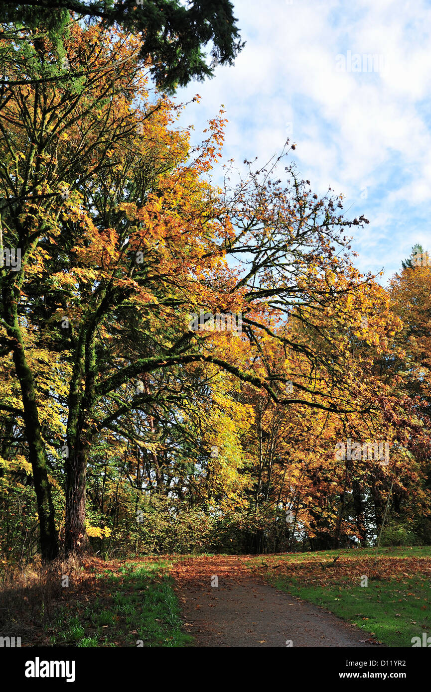 I colori dell'autunno su Terwilliger Boulevard, Portland, O 121102 30676 Foto Stock