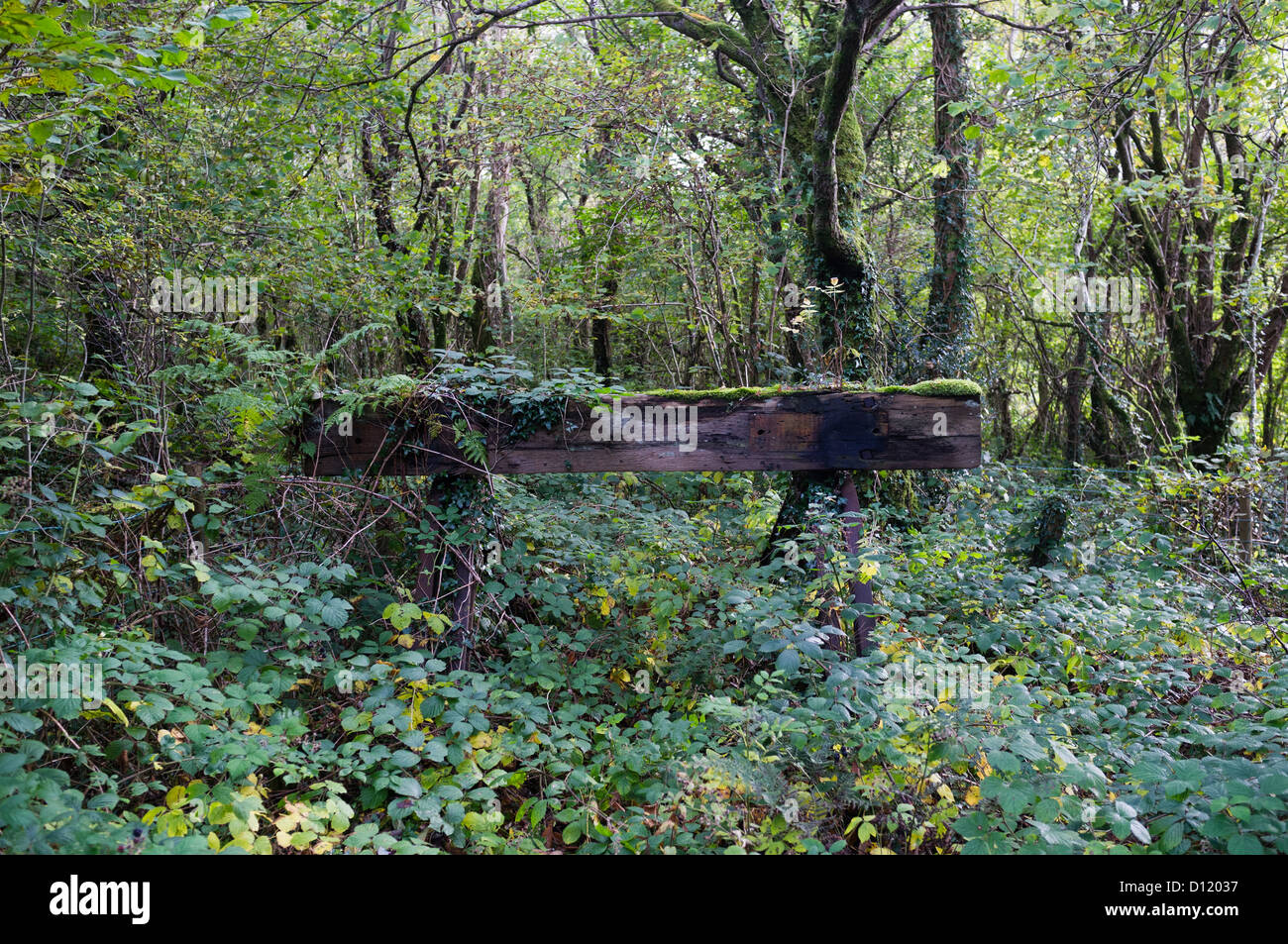 Il resta incolto dei tamponi sulla vecchia linea ferroviaria da Ffestiniog di Trawsfynydd, Gwynedd North Wales UK Foto Stock