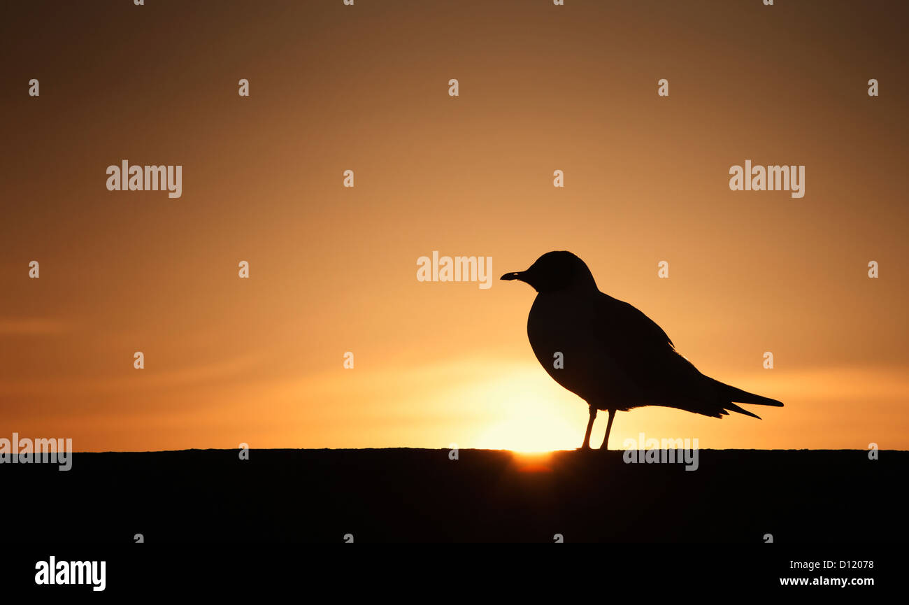 Silhouette di un uccello seduto su di una recinzione al tramonto; Northumberland Inghilterra Foto Stock