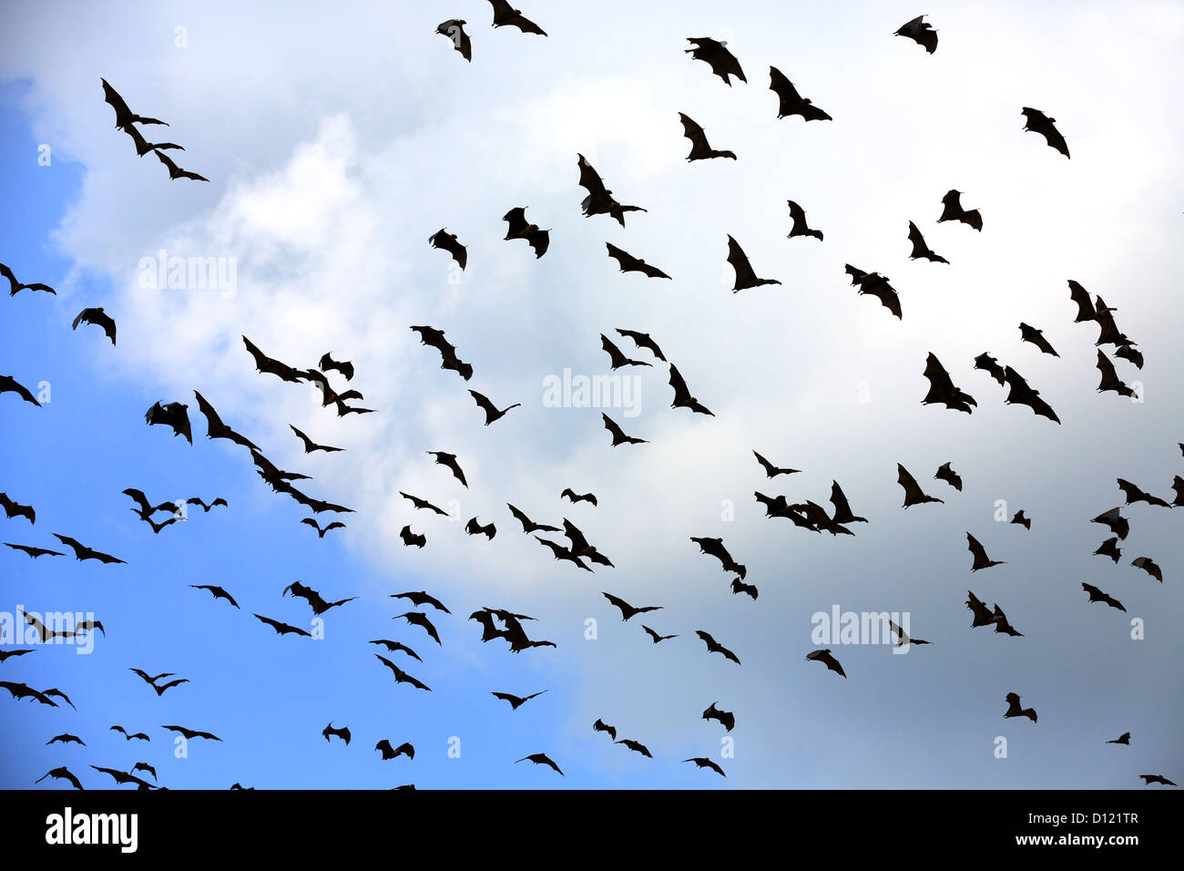 Le volpi volanti (volpi volanti) fly overhead in Tissamaharama, Sri Lanka. Foto Stock