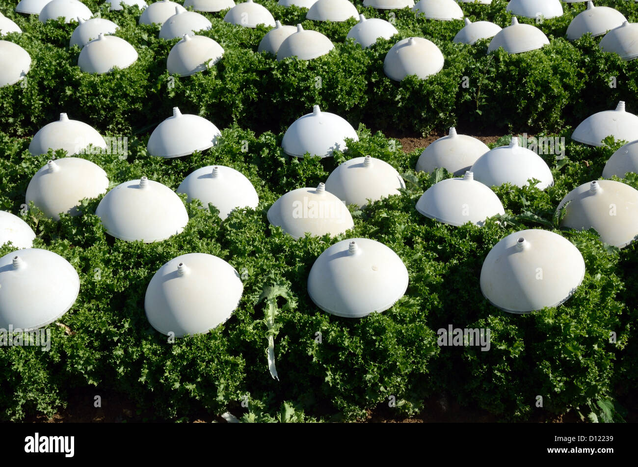 File di Lettuces che crescono sotto Protective Pots Provence France Foto Stock