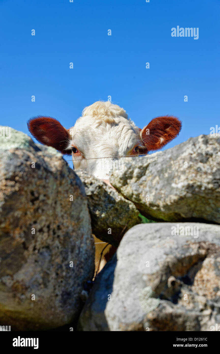 Peering vacca oltre il recinto di pietra, STATI UNITI D'AMERICA Foto Stock