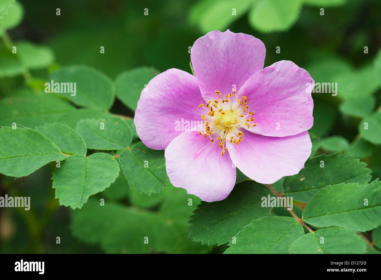 Close up di un singolo Wild Rose fiore con foglie; Calgary Alberta Canada Foto Stock