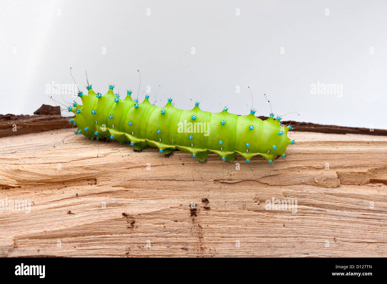 Caterpillar di un gigante di seta falena sul pezzo di legno Foto Stock