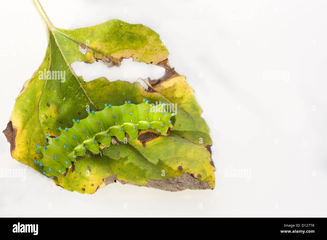 Caterpillar di un gigante di seta moth mangiare foglia verde Foto Stock