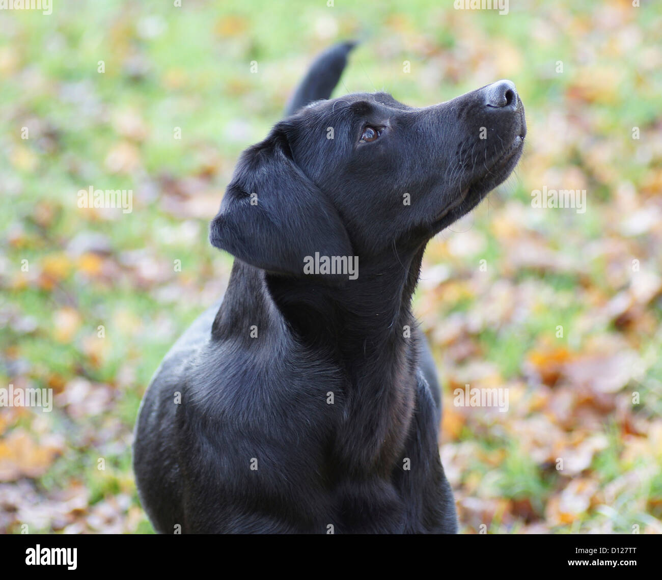 Il Labrador nero cucciolo attentamente guardando un gatto su un albero Foto Stock