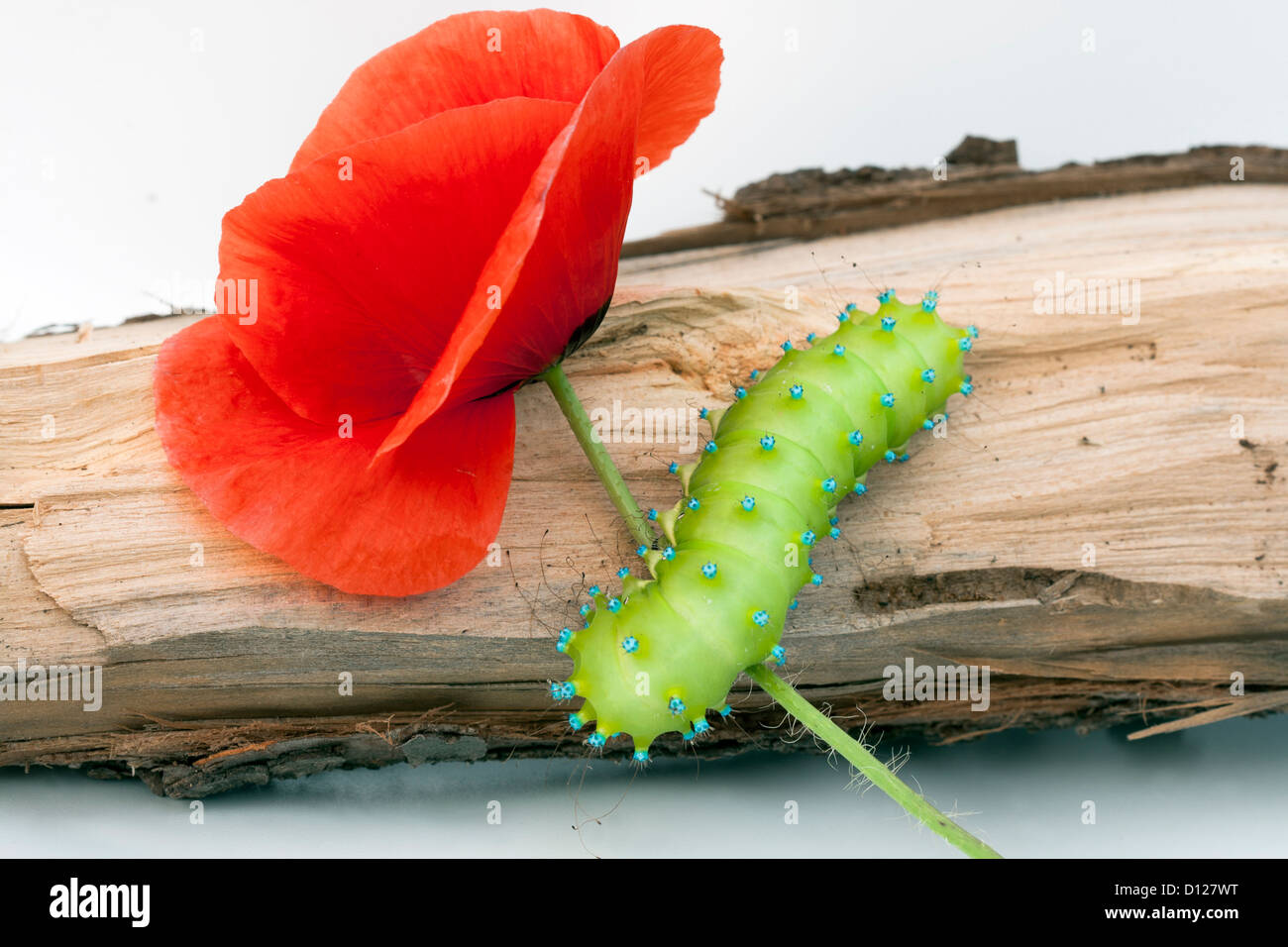 Caterpillar di un gigante di seta falena sul pezzo di legno mangiare papavero rosso Foto Stock