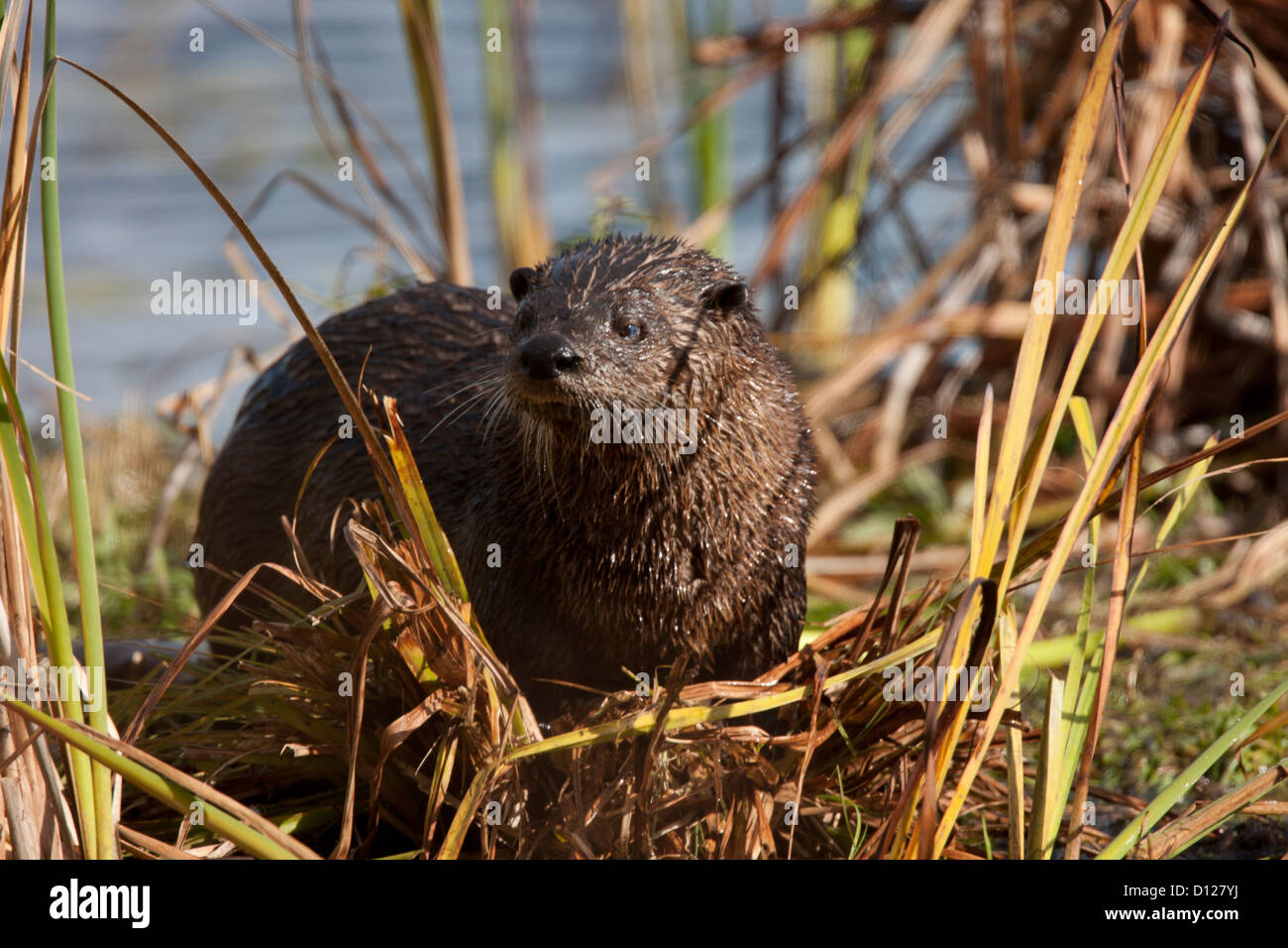 Lontra di fiume Foto Stock