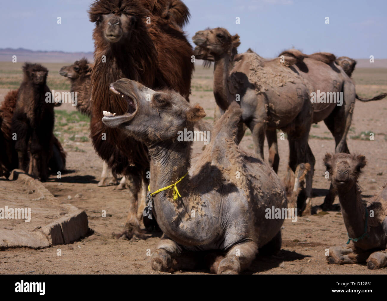 Bactrian cammelli deserto dei Gobi Foto Stock