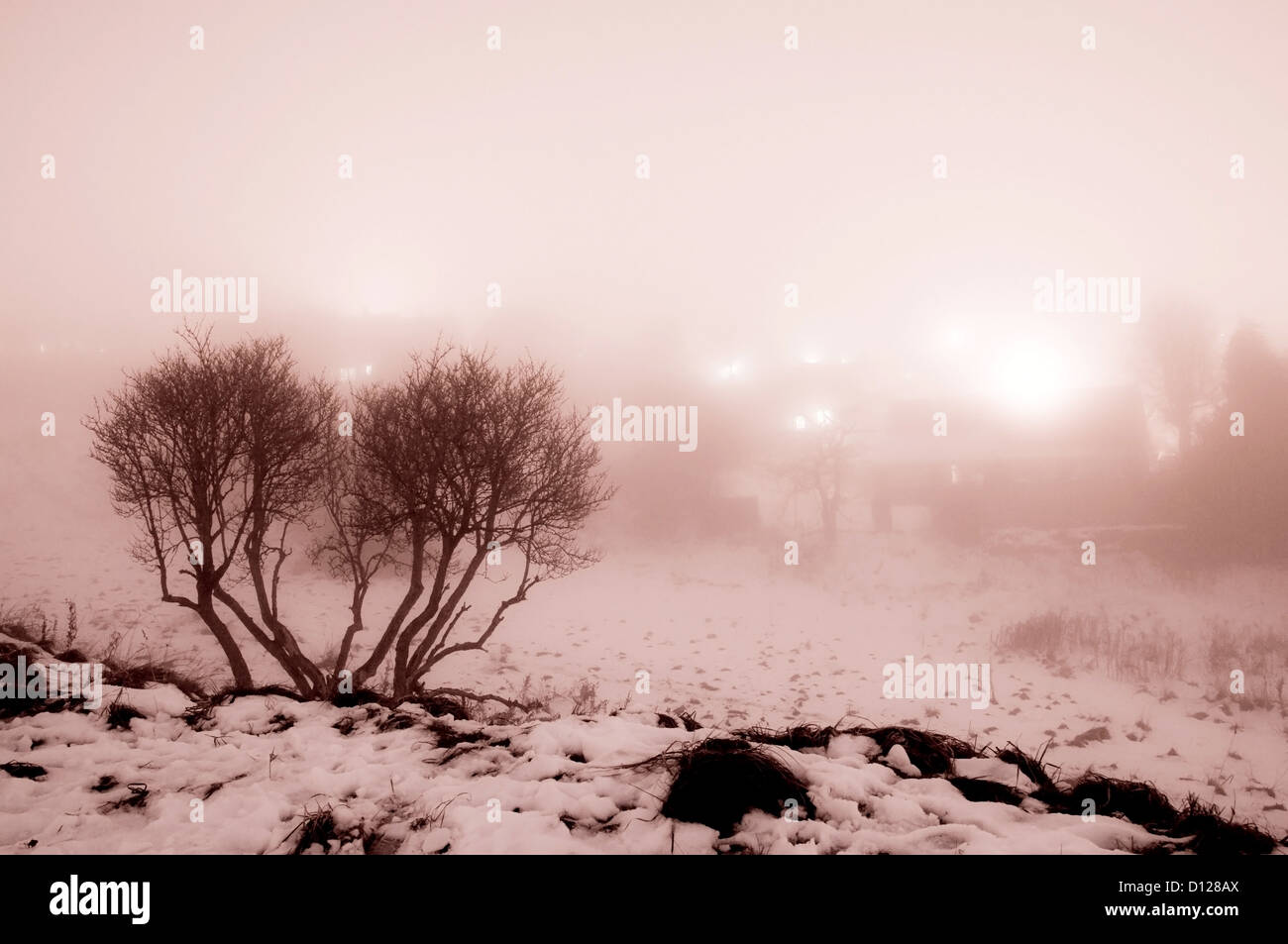 Silhouette di alberi nella nebbia su una fredda notte a colori monocromatica Foto Stock