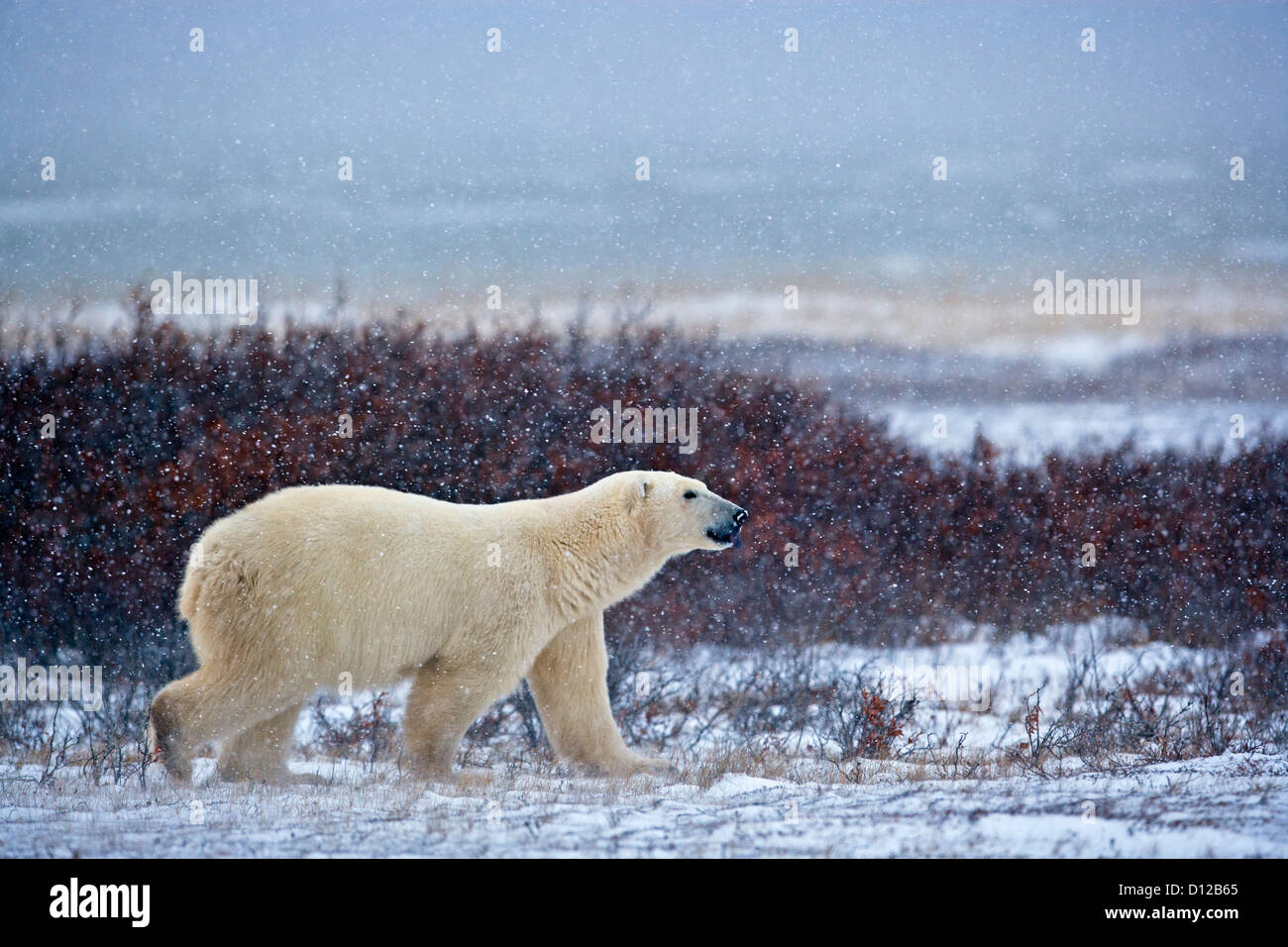 Orso polare, Ursus maritimus, passeggiate sulla tundra vicino alle rive della Baia di Hudson in pesante la caduta di neve, Manitoba, Canada. Foto Stock