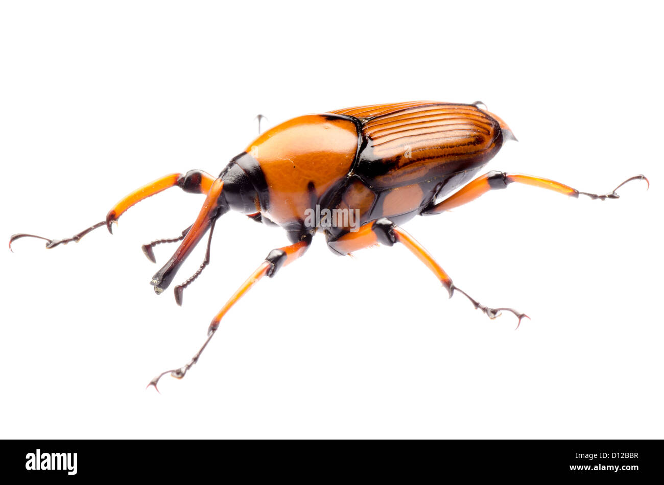 Curculione palm snout beetle, Rhynchophorus ferrugineus, isolato su bianco Foto Stock