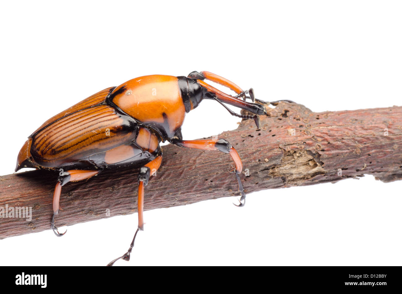 Curculione palm snout beetle, Rhynchophorus ferrugineus, isolato su bianco Foto Stock