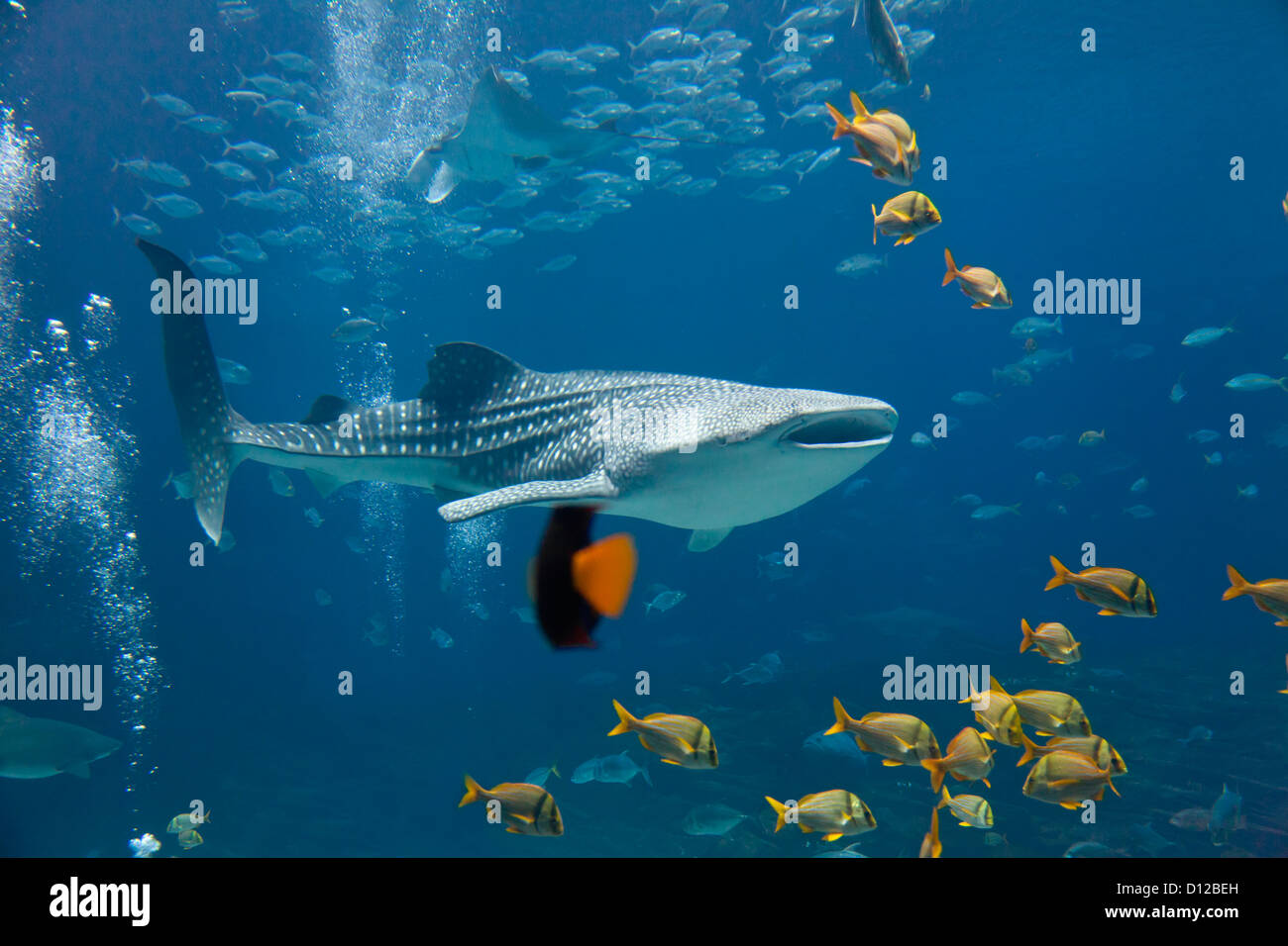 Squalo Balena e le scuole di pesce Foto Stock