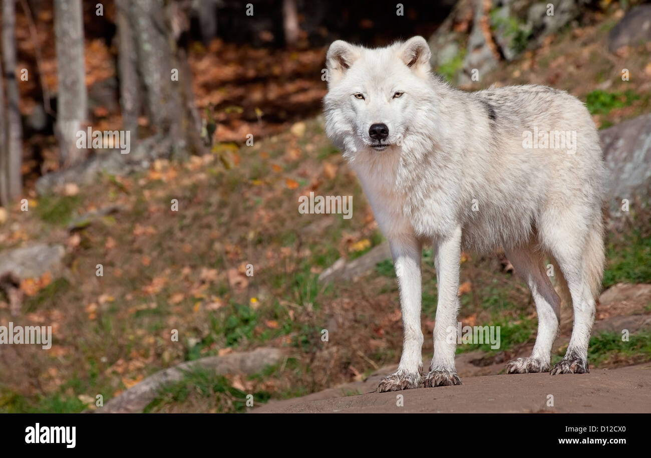 Arctic wolf in posa e guardando la telecamera. Foto Stock