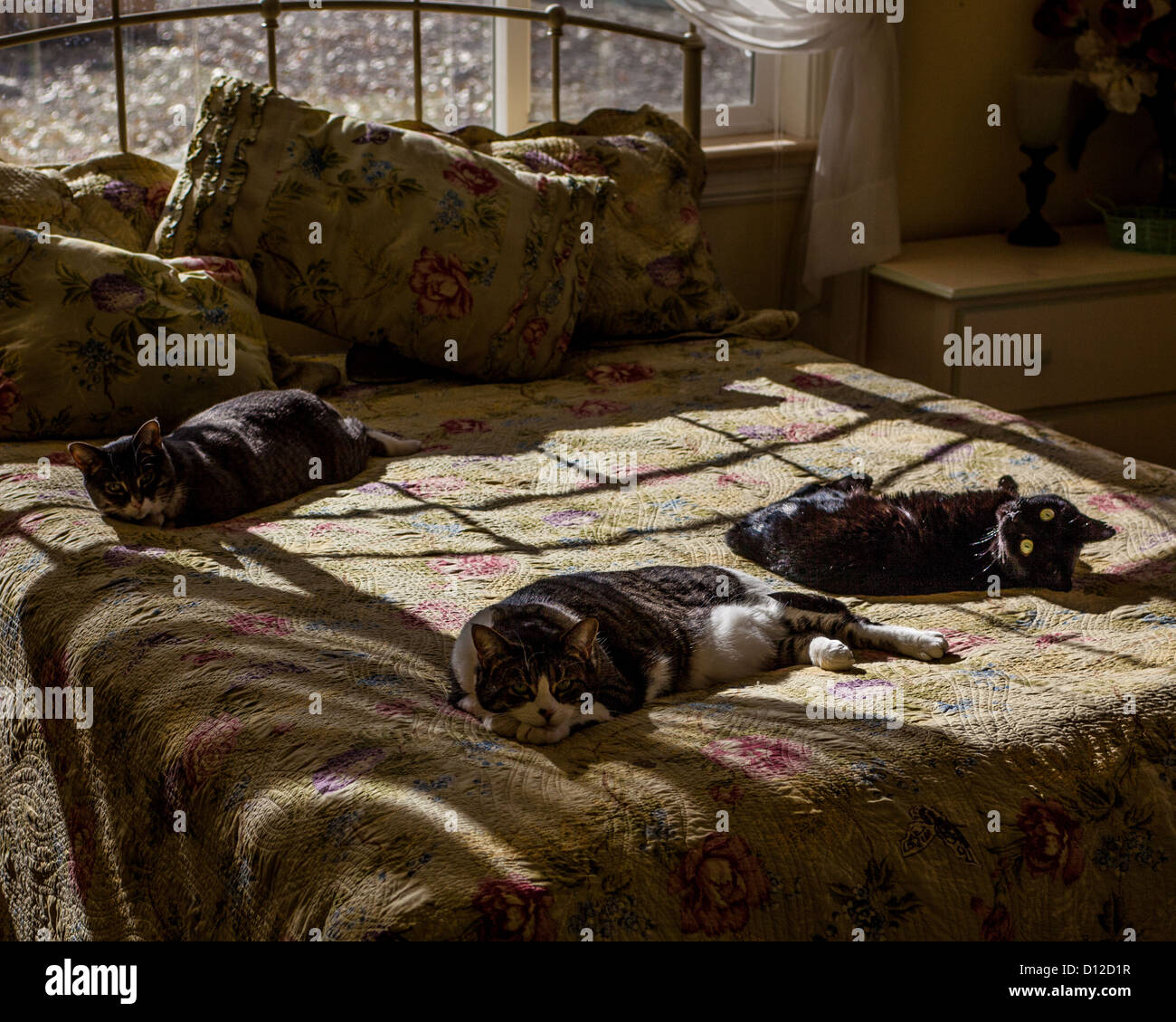 Tre gatti sonnecchiare al sole su un letto Foto Stock