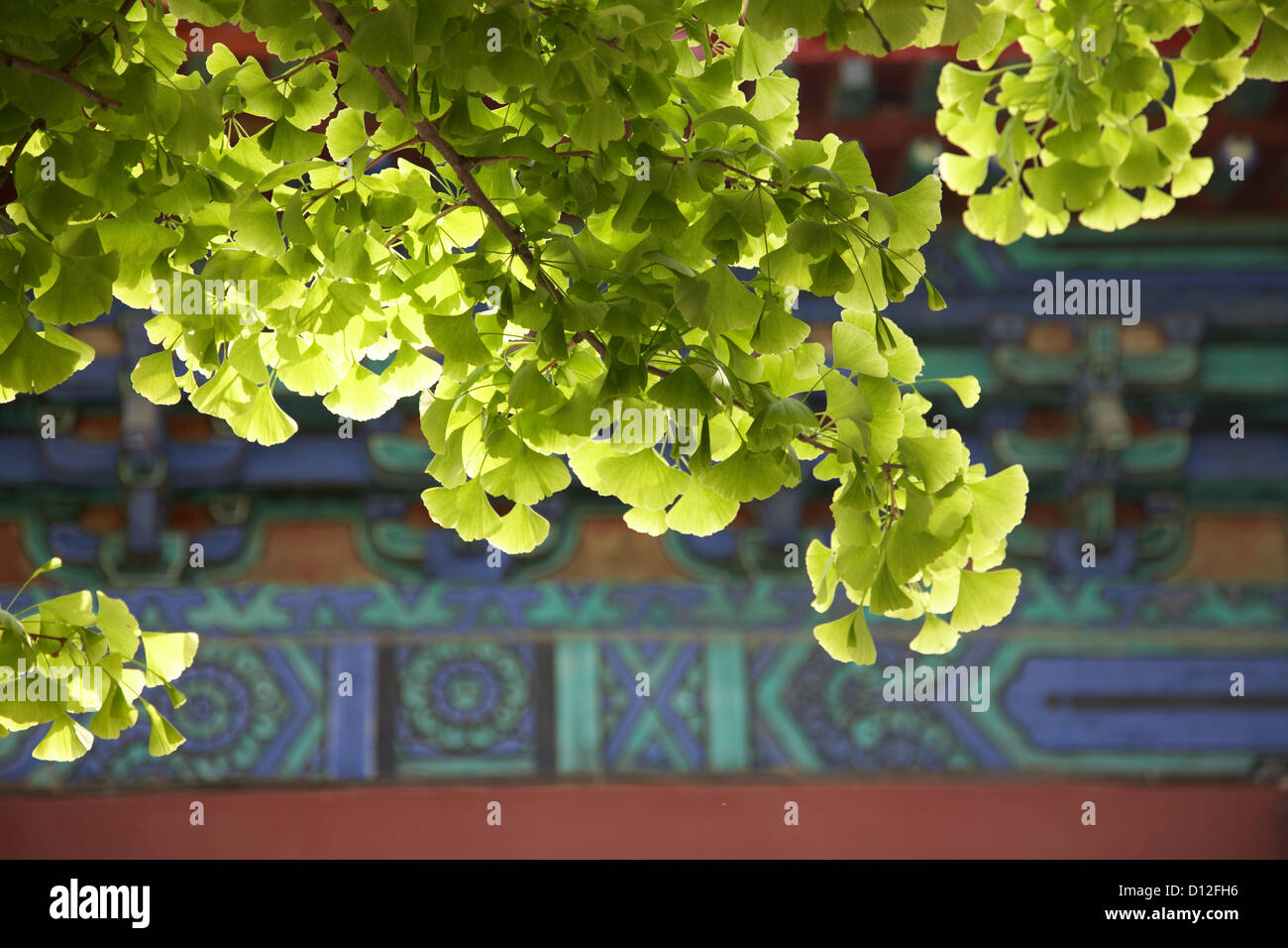 Foglie di Ginko Biloba tree Foto Stock