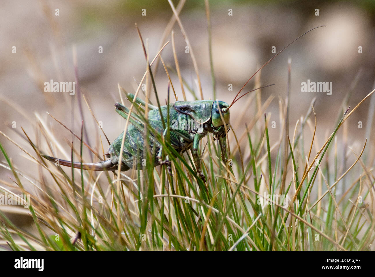 Il Mormon Cricket Anabrus simplex Rio Grande Foresta Nazionale di Colorado USA Foto Stock