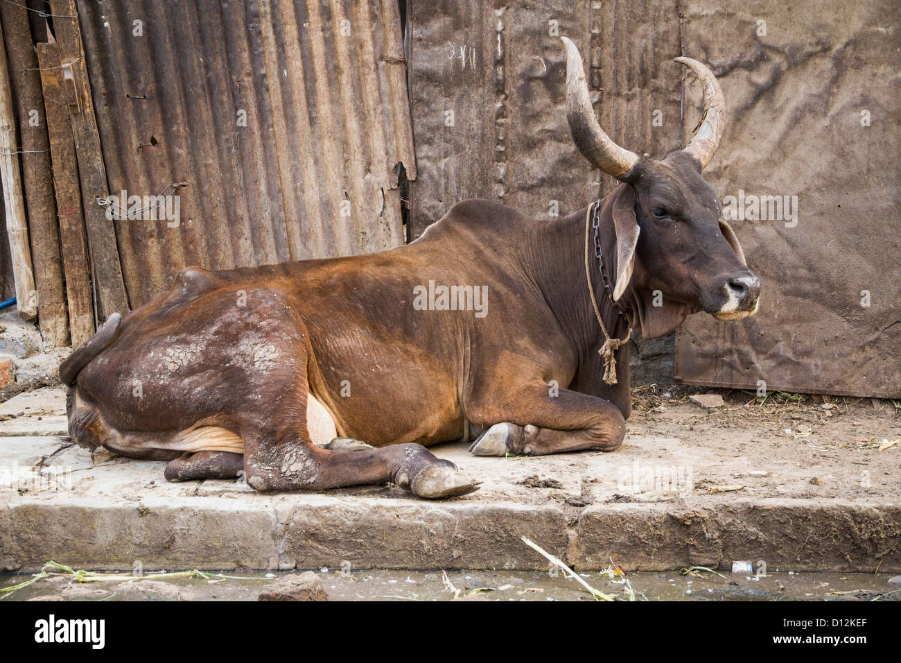 India, Ahmedabad, mucca santa su strada Foto Stock