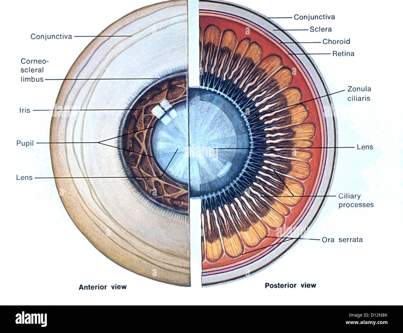 Occhio illustrazione anatomia Foto stock - Alamy
