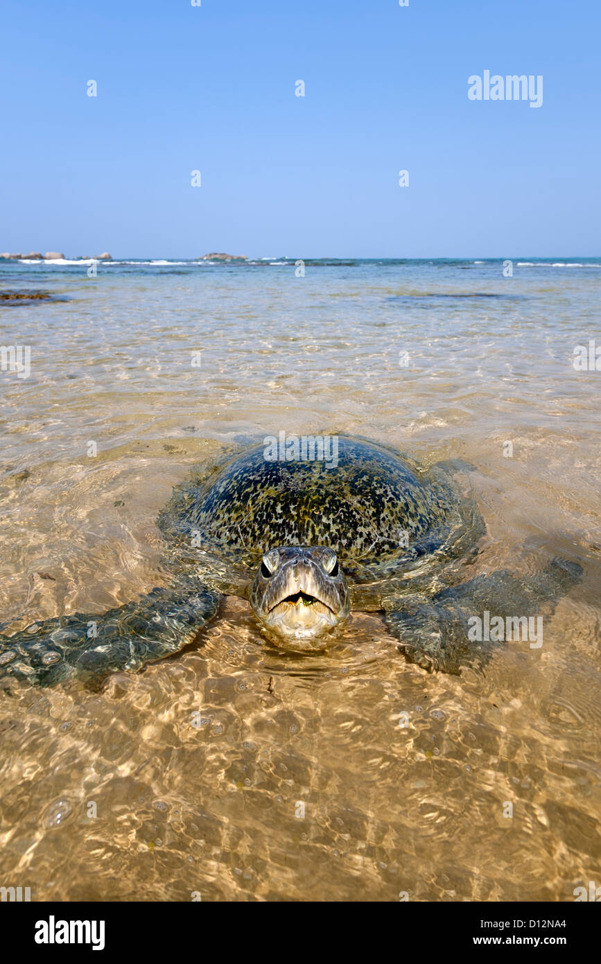 Tartaruga di mare. Hikkaduwa Sri Lanka Foto Stock