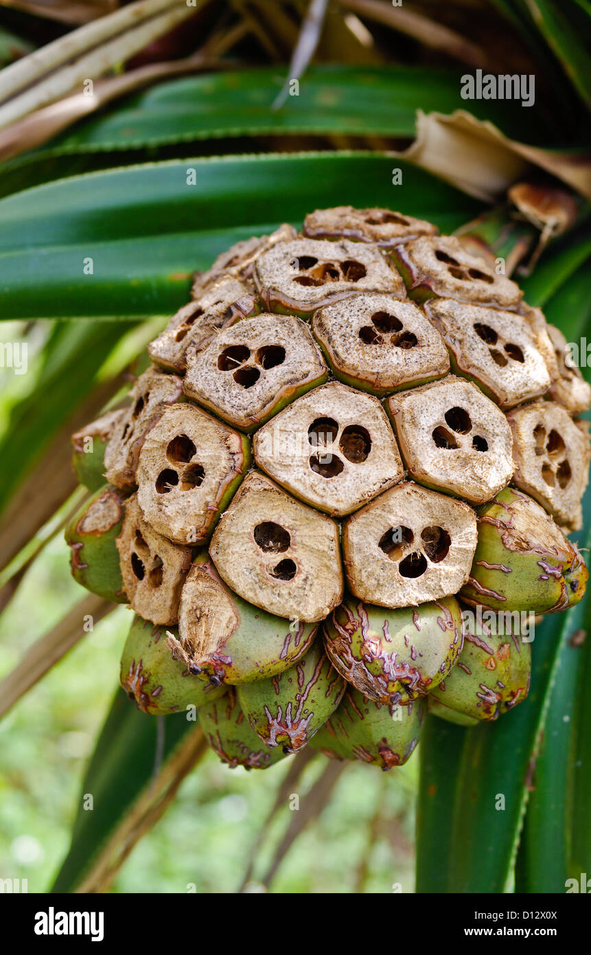 Pandanus boninensis (Tako no ki) frutta che bean ha mangiato da introdotto ratti, Chichijima, Isole Ogasawara, Tokyo, Giappone Foto Stock