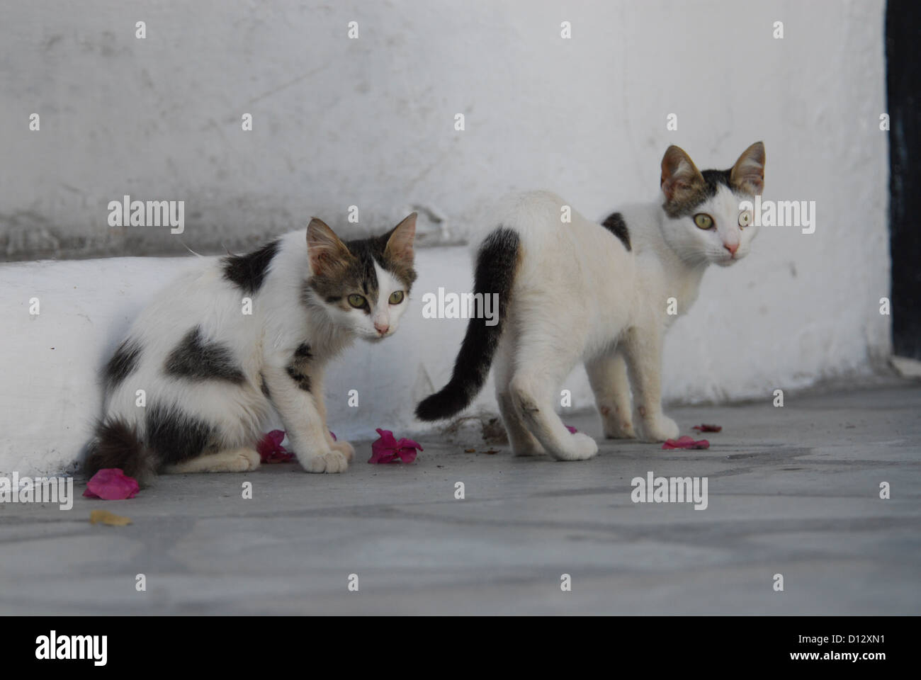 Zwei junge Hauskätzchen, Weiss mit Punkten, Kykladen, Griechenland, due gattini, macchiato, Cicladi Grecia, Non-pedigree Shortha Foto Stock