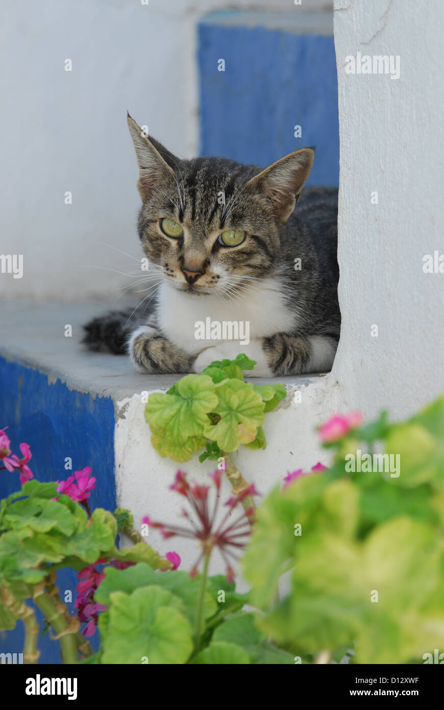 Hauskatze, Tabby mit Weiss, liegt auf einer blau-weissen Treppe mit rosa Geranien, Kykladen, Griechenland, gatto, Tabby e bianco, Foto Stock