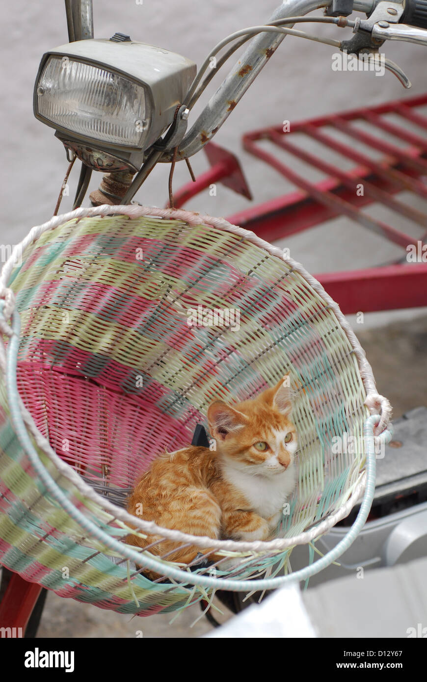 Junges Hauskätzchen, Rot Tabby und Weiss, liegt in einem Fahrradkorb, Dodekanes, Griechenland, gattino, Rosso tabby e bianco, resto Foto Stock