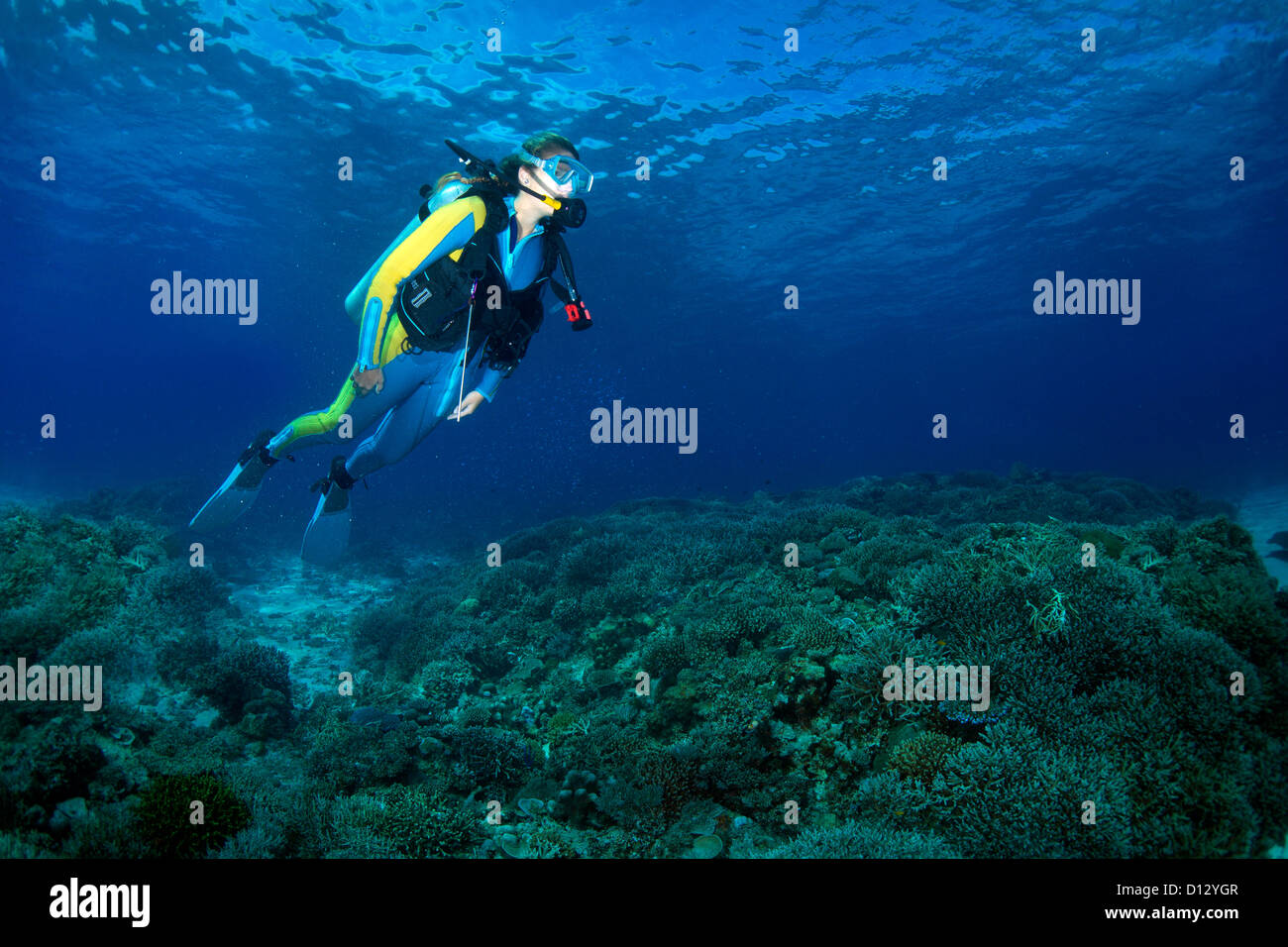 Le immersioni nella barriera corallina, Mimaropa, Mulaong, sul Mare del Sud della Cina, Filippine, Asia Foto Stock