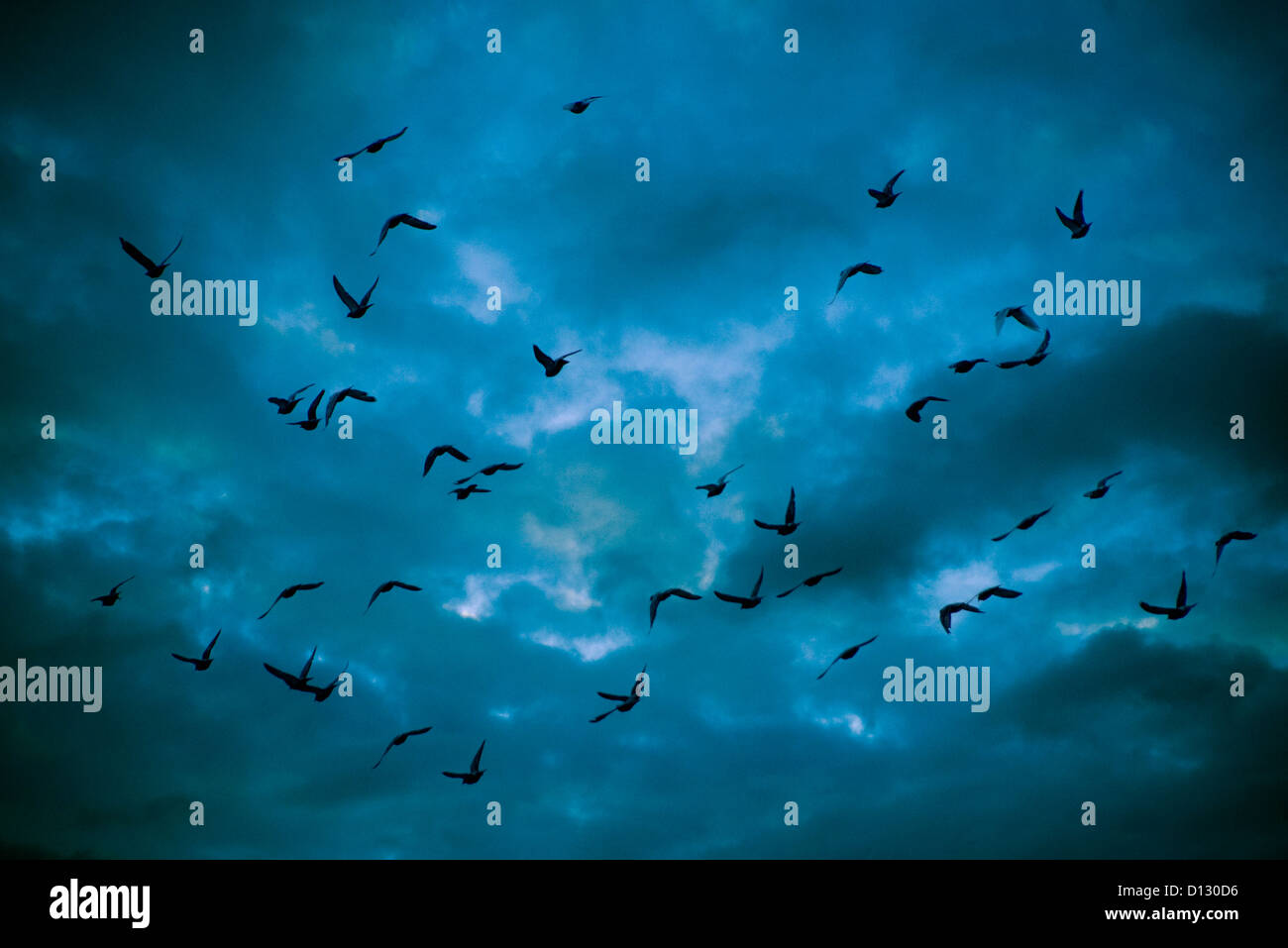 Stormo di piccioni in silhouette battenti contro un cielo drammatico Foto Stock