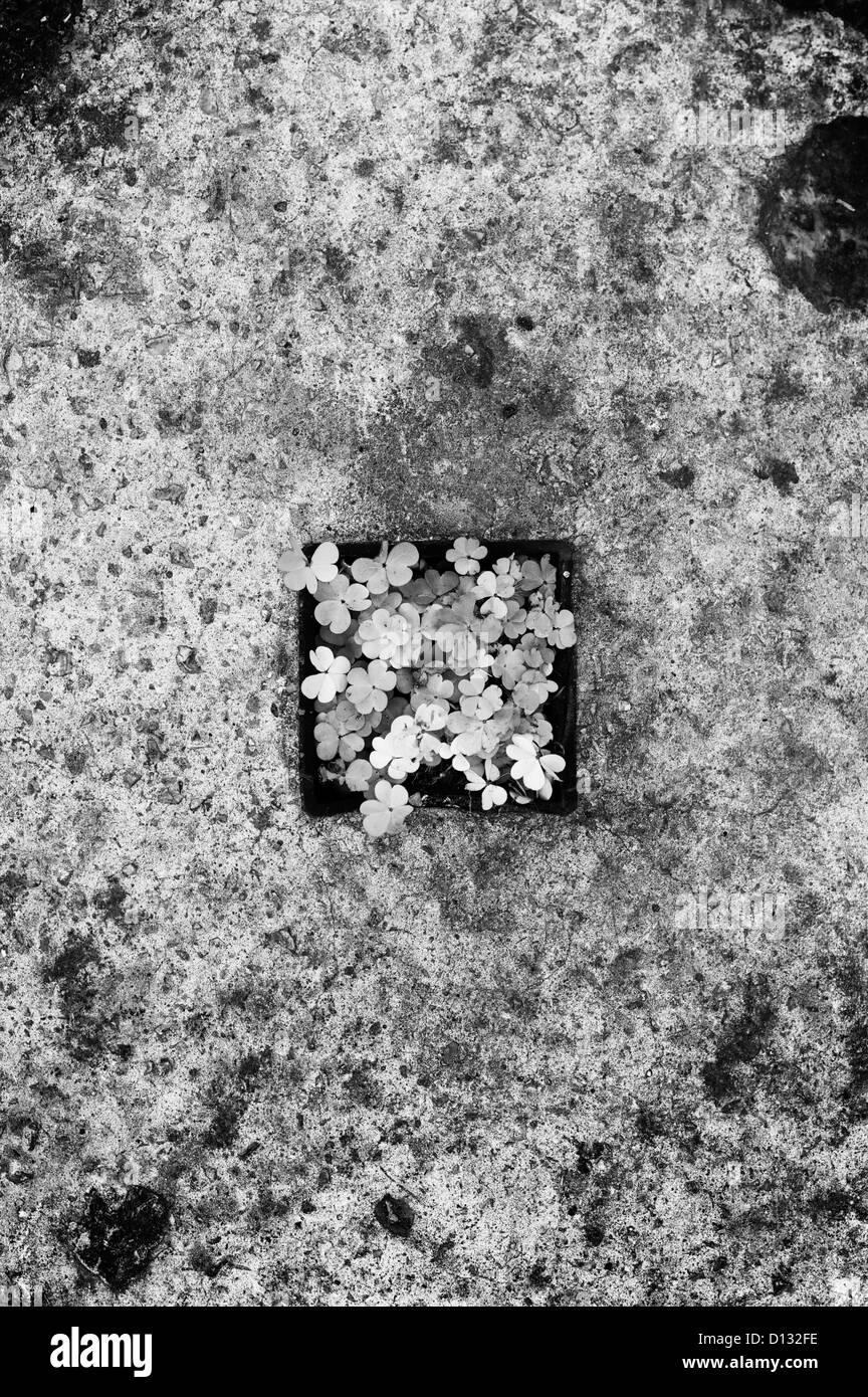 Vista aerea di trifogli sul cemento Foto Stock
