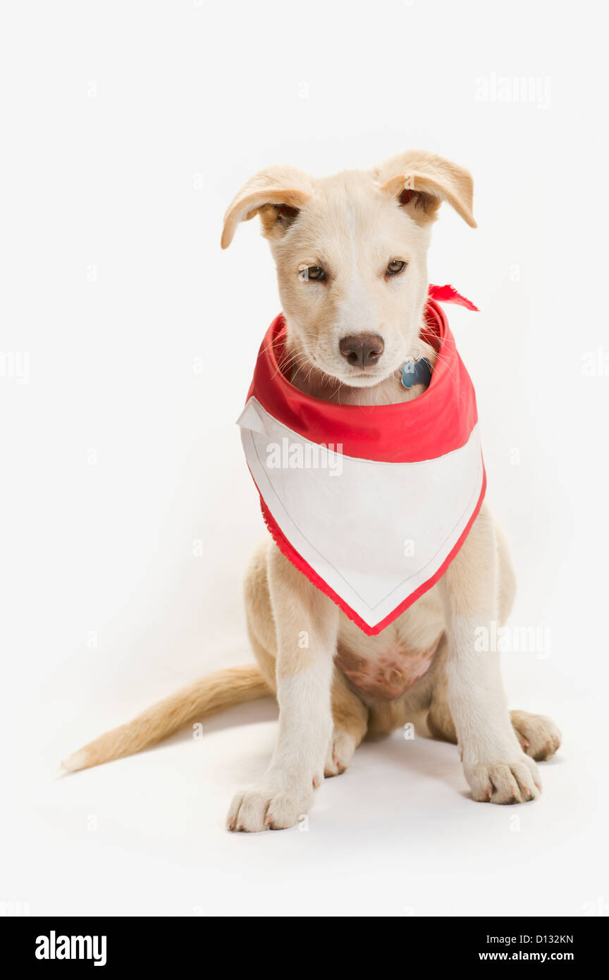 Color crema con cucciolo di colore rosso e bianco Bandana su sfondo bianco; Edmonton Alberta Canada Foto Stock