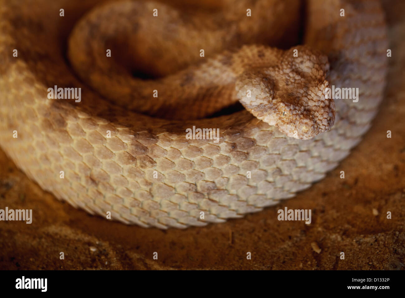 Angolo di Alta Vista di una Viper Snake; Israele Foto Stock