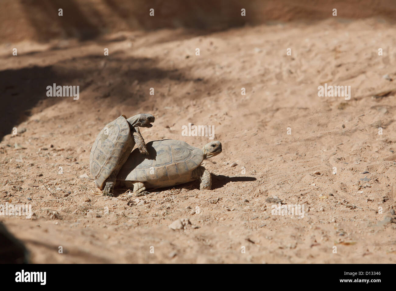Le tartarughe marine coniugata; Israele Foto Stock