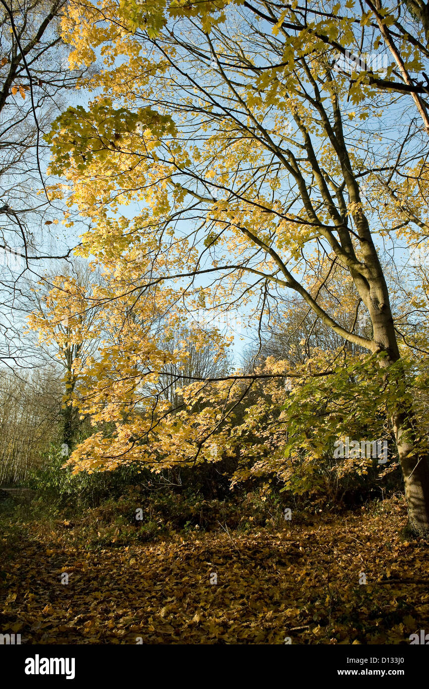 Colori dell'autunno in legno Rewell vicino a Arundel, West Sussex, Regno Unito Foto Stock