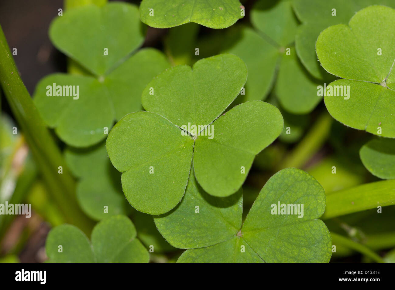 Gmle0205 1923 Oxalis acetosella Shamrock lascia Foto Stock