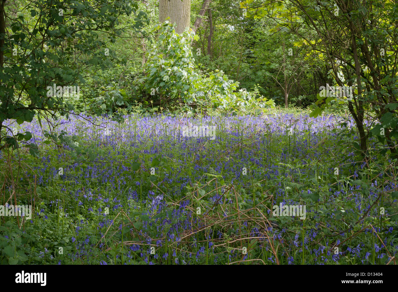 Hyacinthoides Bluebell Boschi Foto Stock