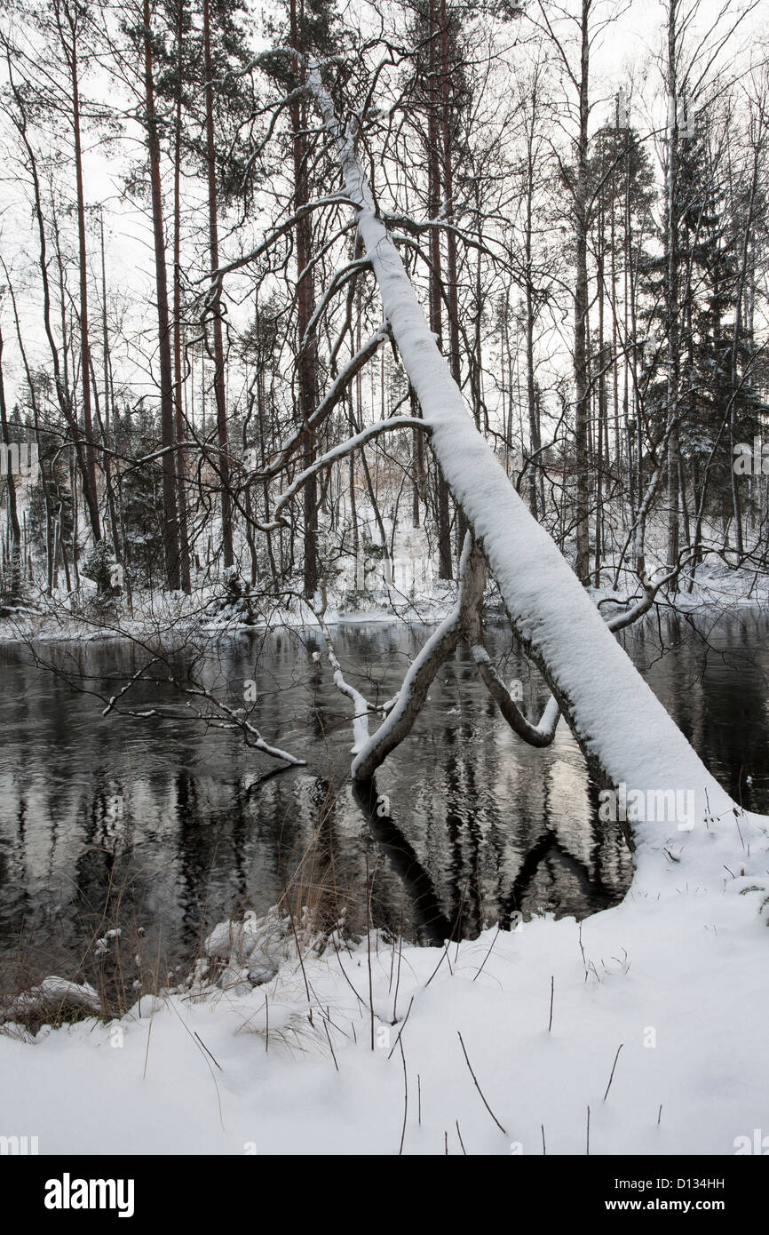 Inizio inverno scena, Savitaipale Finlandia Foto Stock