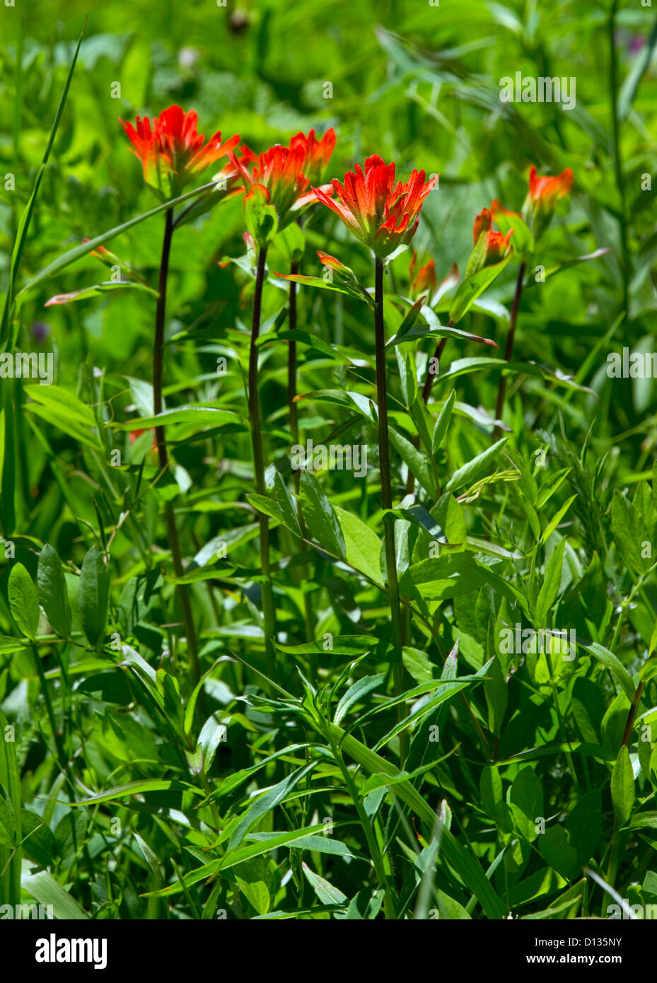 Indian Paintbrush,prato alpino, fiori di campo Foto Stock