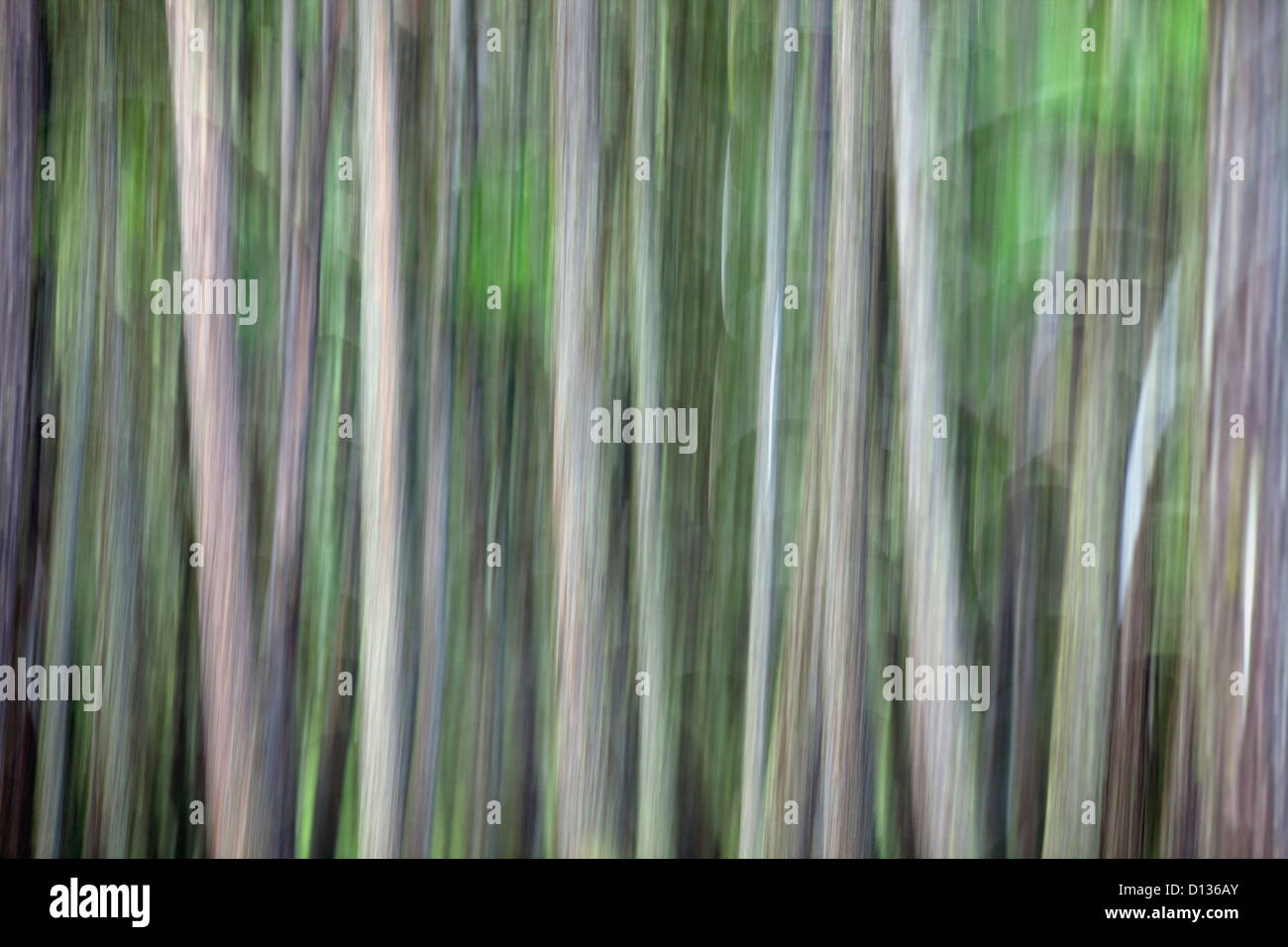 Abstract della foresta. Foto Stock