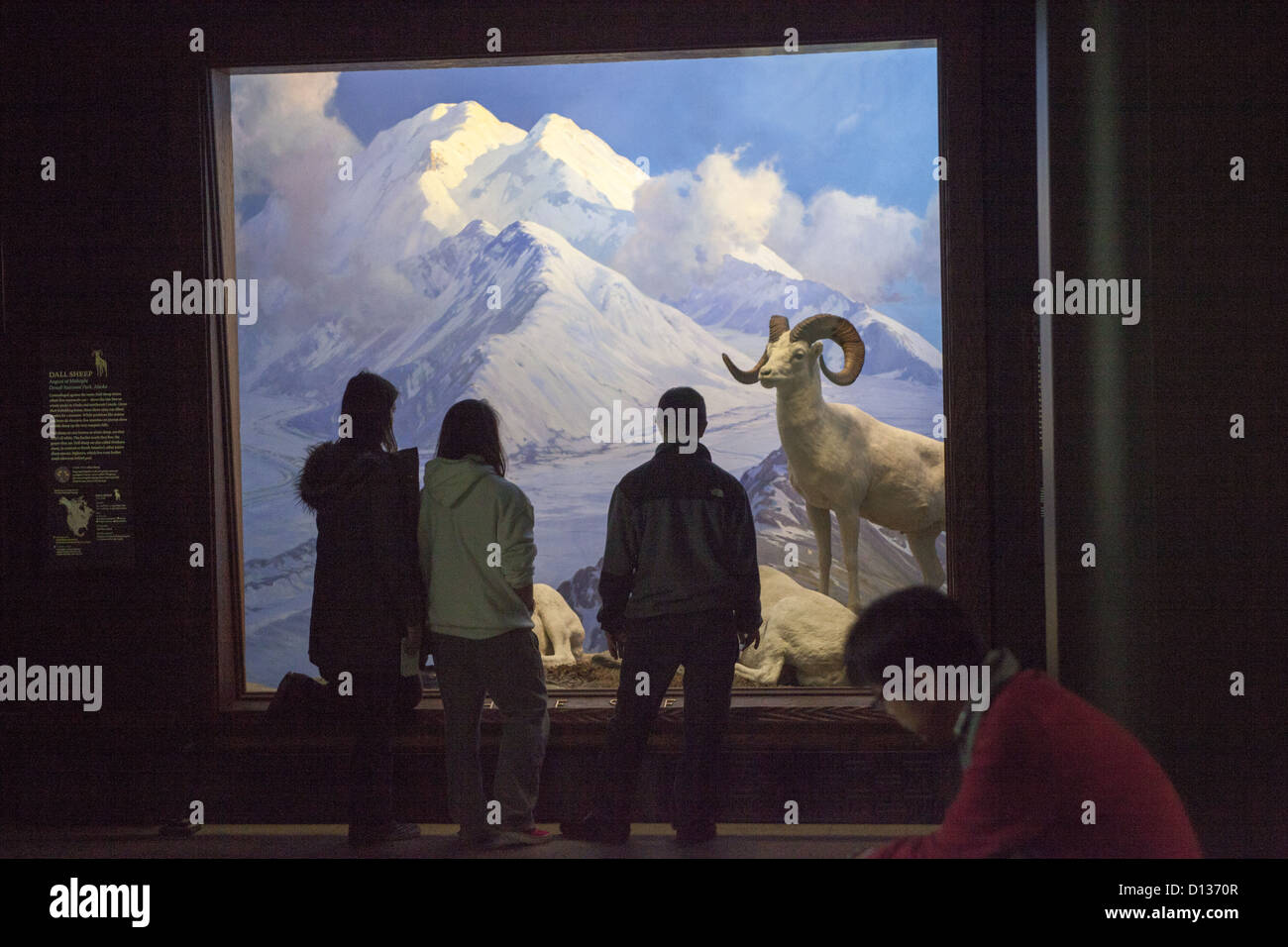 Galleria di North American mammiferi presso il Museo Americano di Storia Naturale di New York City. Foto Stock