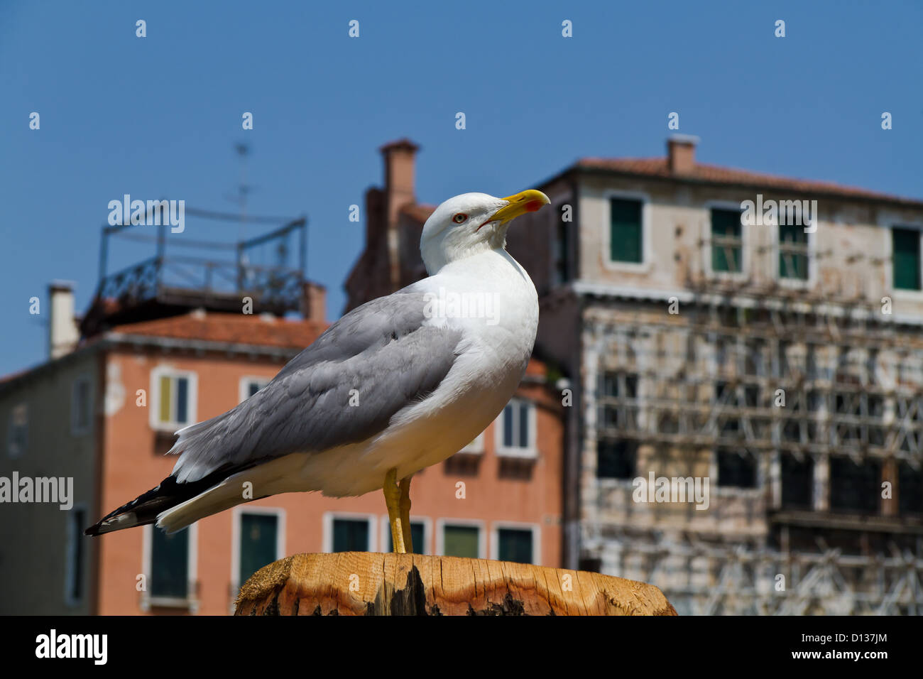 Seagull a Venezia, Italia Foto Stock