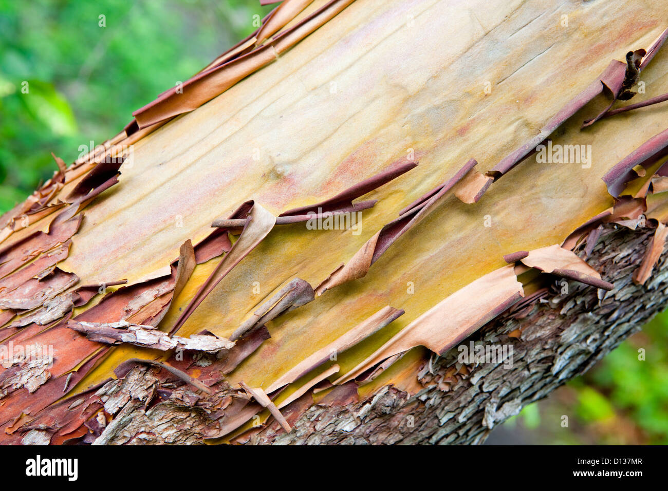 Corteccia del Pacifico Madrona,Arbutus, struttura ad albero Foto Stock