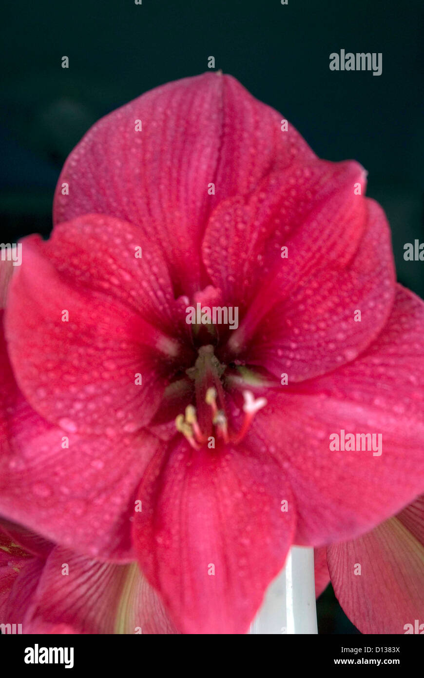 Fioritura rosa Amarylis Hippeastrum Bath Somerset REGNO UNITO Foto Stock