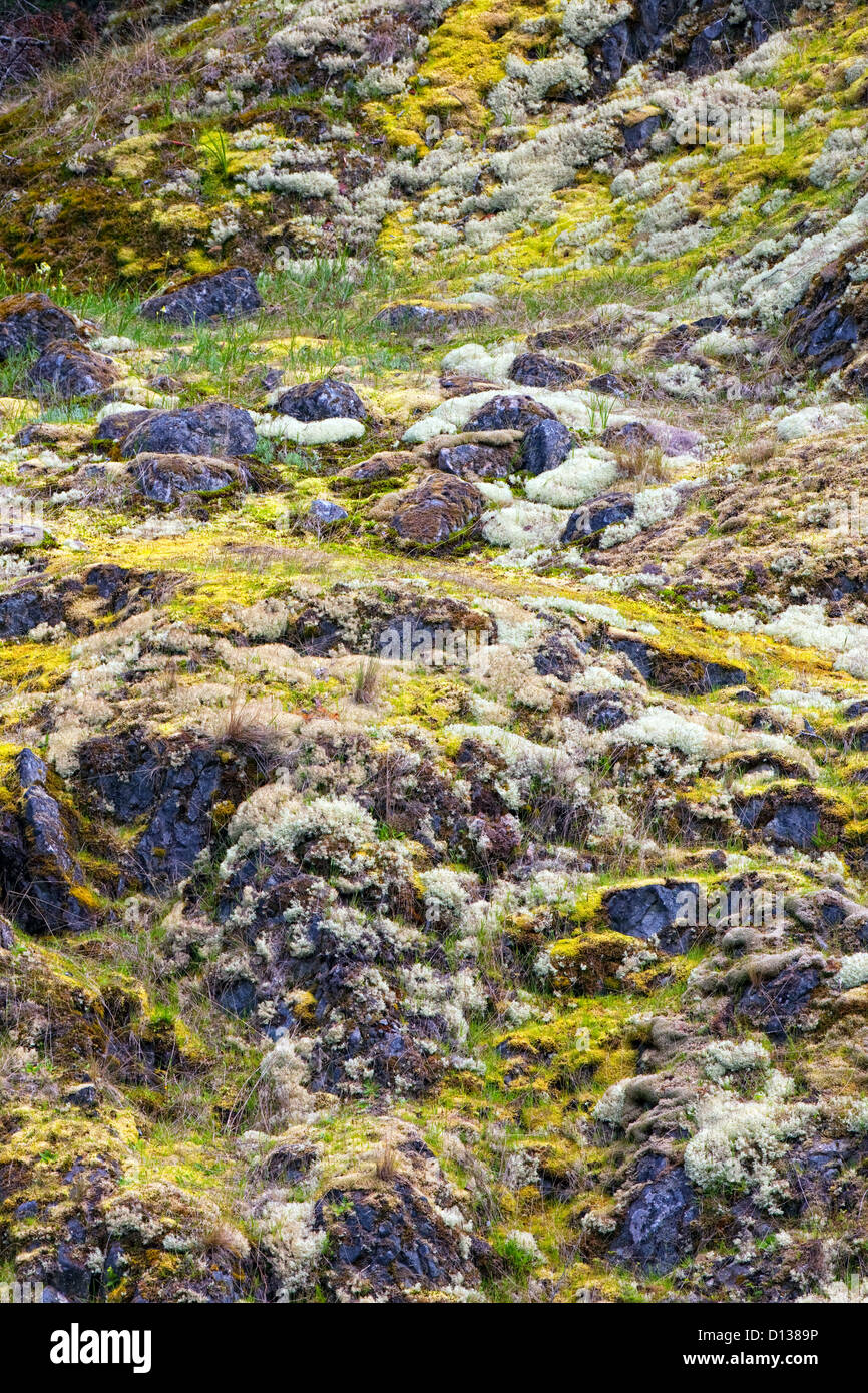 Muschi e licheni crescono sulle rocce costiere nel nord-ovest del Pacifico. Foto Stock