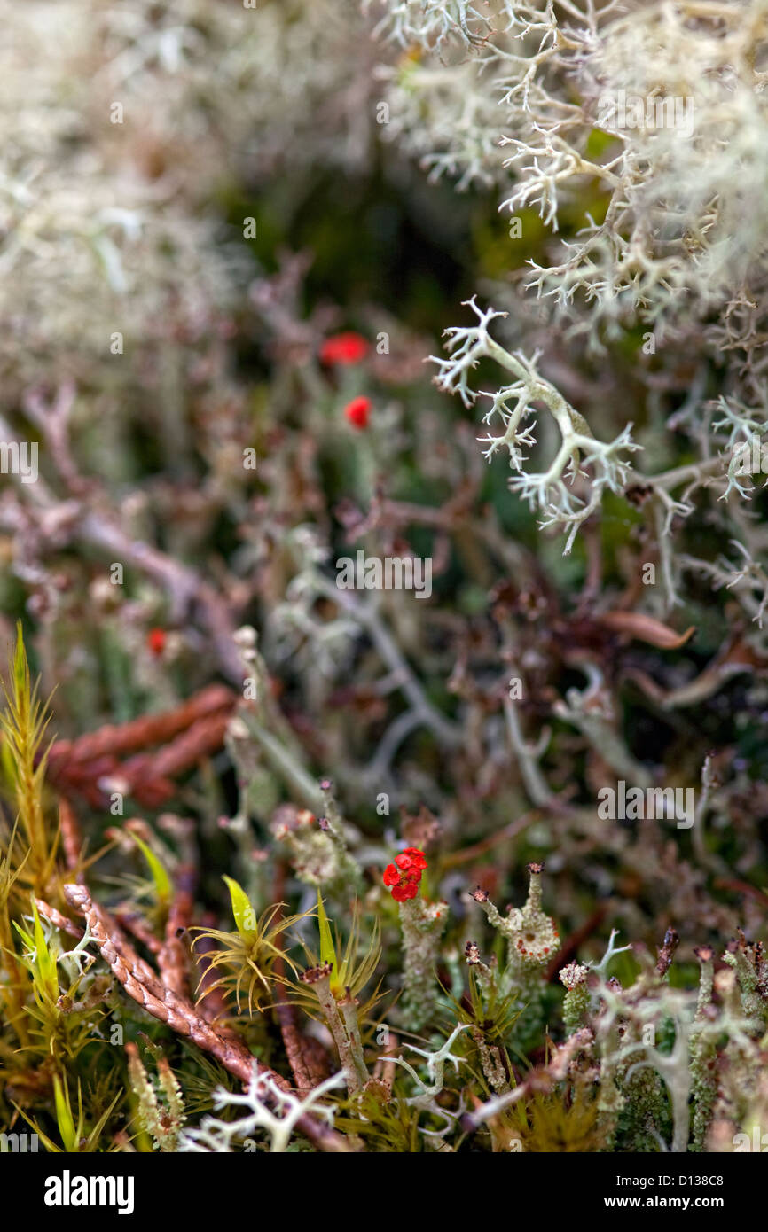 Fiori del lichene Foto Stock