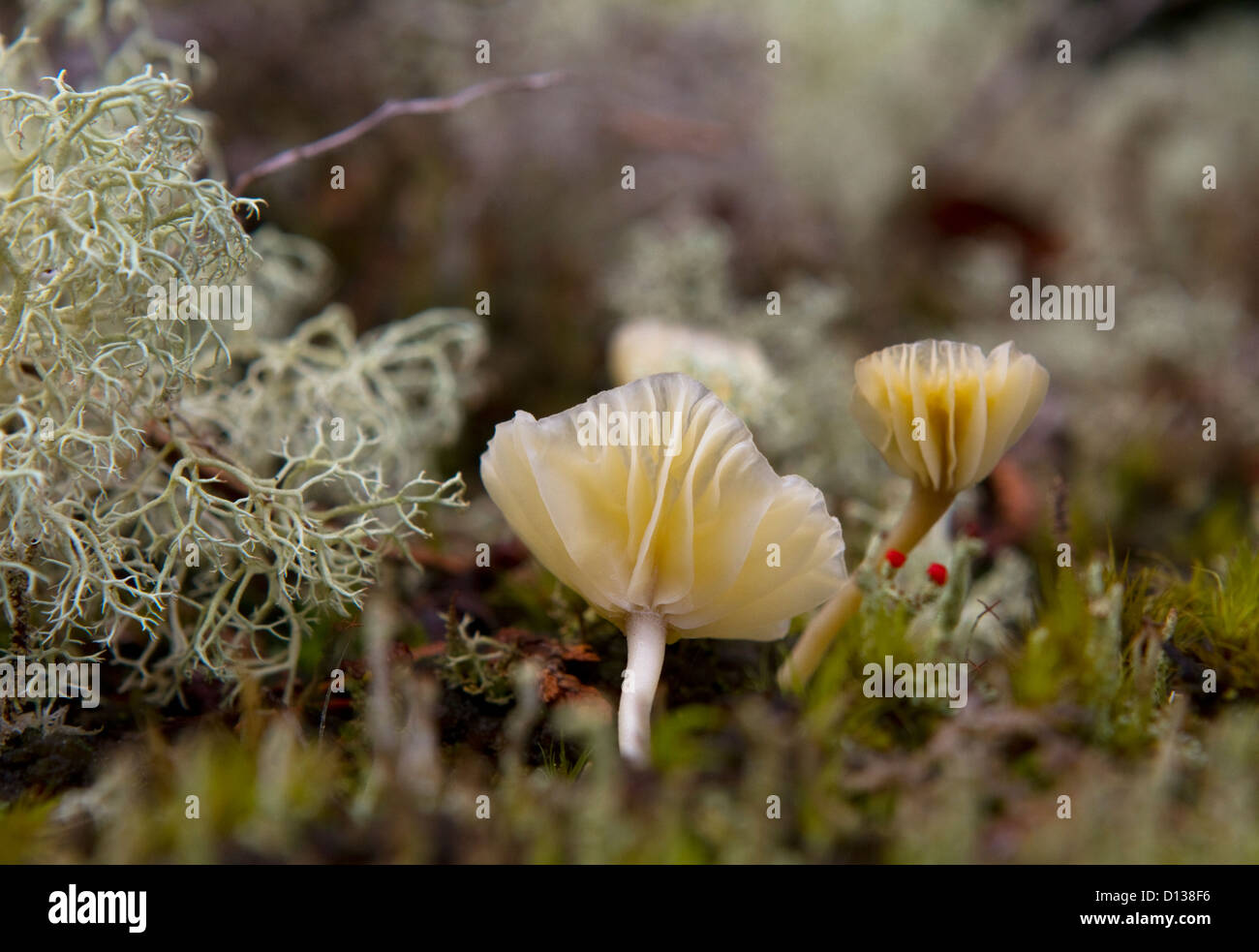 Piccoli funghi che crescono su log Foto Stock